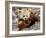 National Zoological Park: Red Panda-null-Framed Photographic Print