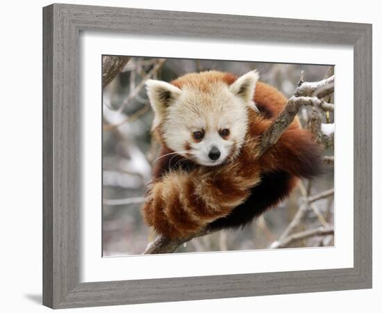 National Zoological Park: Red Panda-null-Framed Photographic Print