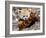 National Zoological Park: Red Panda-null-Framed Photographic Print