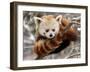 National Zoological Park: Red Panda-null-Framed Photographic Print