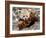 National Zoological Park: Red Panda-null-Framed Photographic Print