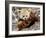 National Zoological Park: Red Panda-null-Framed Photographic Print