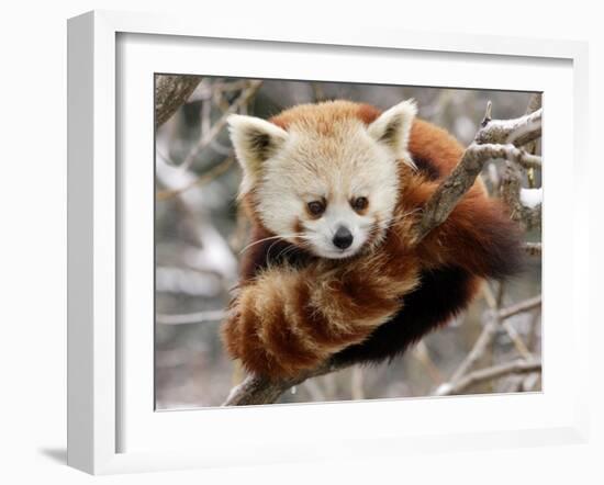 National Zoological Park: Red Panda--Framed Photographic Print