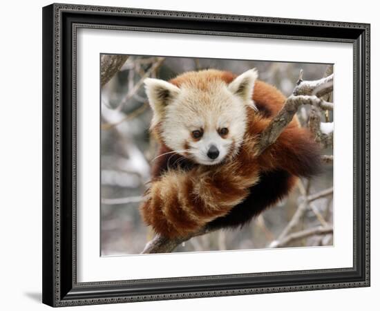 National Zoological Park: Red Panda-null-Framed Photographic Print