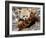 National Zoological Park: Red Panda-null-Framed Photographic Print