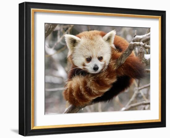 National Zoological Park: Red Panda-null-Framed Photographic Print