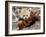 National Zoological Park: Red Panda-null-Framed Photographic Print