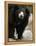 National Zoological Park: Sloth Bear-null-Framed Premier Image Canvas