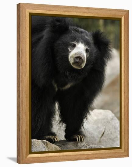 National Zoological Park: Sloth Bear-null-Framed Premier Image Canvas