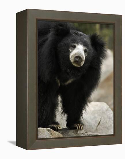 National Zoological Park: Sloth Bear-null-Framed Premier Image Canvas