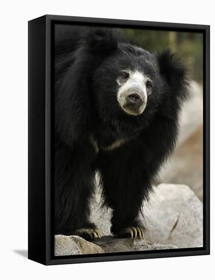 National Zoological Park: Sloth Bear-null-Framed Premier Image Canvas