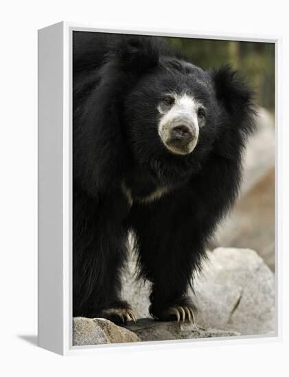 National Zoological Park: Sloth Bear-null-Framed Premier Image Canvas