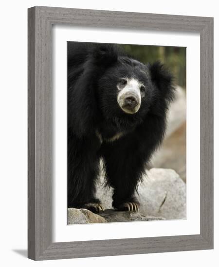 National Zoological Park: Sloth Bear-null-Framed Premium Photographic Print