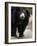 National Zoological Park: Sloth Bear-null-Framed Premium Photographic Print