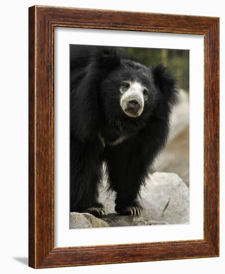 National Zoological Park: Sloth Bear-null-Framed Premium Photographic Print