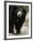 National Zoological Park: Sloth Bear-null-Framed Photographic Print