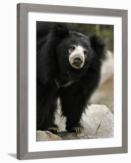 National Zoological Park: Sloth Bear-null-Framed Photographic Print