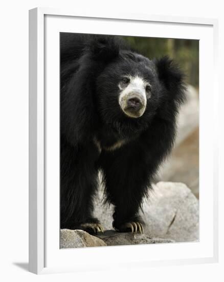 National Zoological Park: Sloth Bear-null-Framed Photographic Print