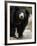 National Zoological Park: Sloth Bear-null-Framed Photographic Print