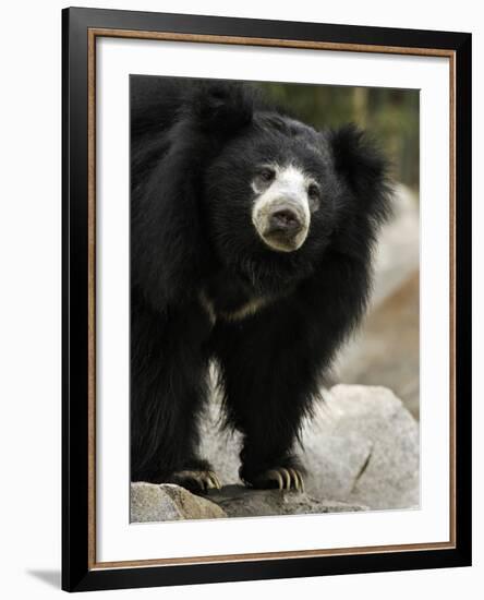 National Zoological Park: Sloth Bear-null-Framed Photographic Print