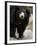 National Zoological Park: Sloth Bear-null-Framed Photographic Print