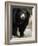 National Zoological Park: Sloth Bear-null-Framed Photographic Print