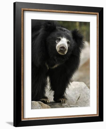 National Zoological Park: Sloth Bear-null-Framed Photographic Print