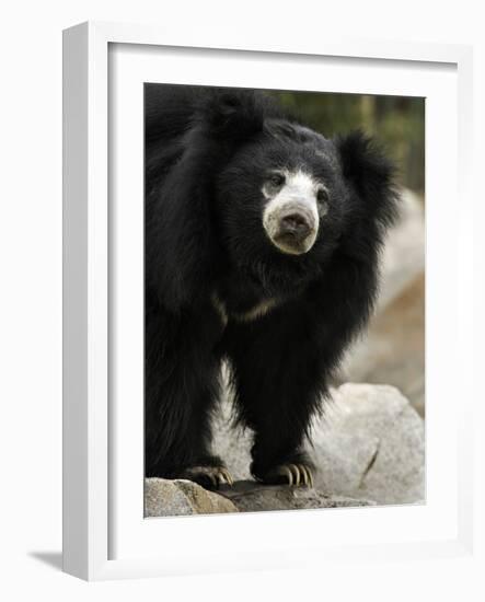 National Zoological Park: Sloth Bear-null-Framed Photographic Print