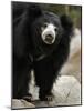 National Zoological Park: Sloth Bear-null-Mounted Photographic Print