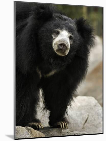 National Zoological Park: Sloth Bear-null-Mounted Photographic Print