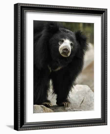 National Zoological Park: Sloth Bear-null-Framed Photographic Print