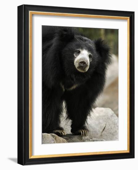 National Zoological Park: Sloth Bear-null-Framed Photographic Print