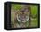 National Zoological Park: Sumatran Tiger-null-Framed Premier Image Canvas