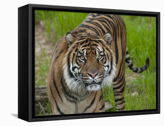 National Zoological Park: Sumatran Tiger-null-Framed Premier Image Canvas