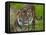 National Zoological Park: Sumatran Tiger-null-Framed Premier Image Canvas