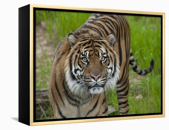 National Zoological Park: Sumatran Tiger-null-Framed Premier Image Canvas