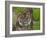 National Zoological Park: Sumatran Tiger-null-Framed Photographic Print