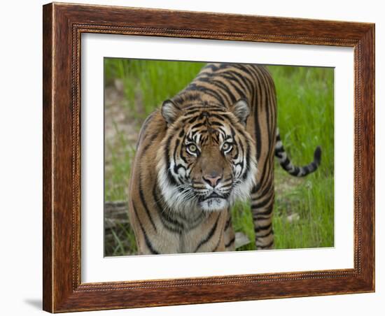 National Zoological Park: Sumatran Tiger-null-Framed Photographic Print