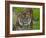 National Zoological Park: Sumatran Tiger-null-Framed Photographic Print