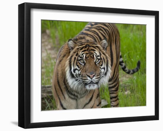 National Zoological Park: Sumatran Tiger-null-Framed Photographic Print