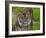 National Zoological Park: Sumatran Tiger-null-Framed Photographic Print