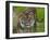 National Zoological Park: Sumatran Tiger-null-Framed Photographic Print