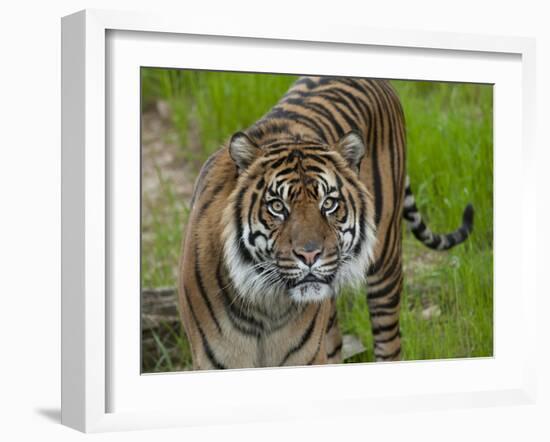 National Zoological Park: Sumatran Tiger-null-Framed Photographic Print