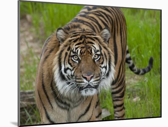 National Zoological Park: Sumatran Tiger-null-Mounted Photographic Print