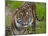 National Zoological Park: Sumatran Tiger-null-Mounted Photographic Print