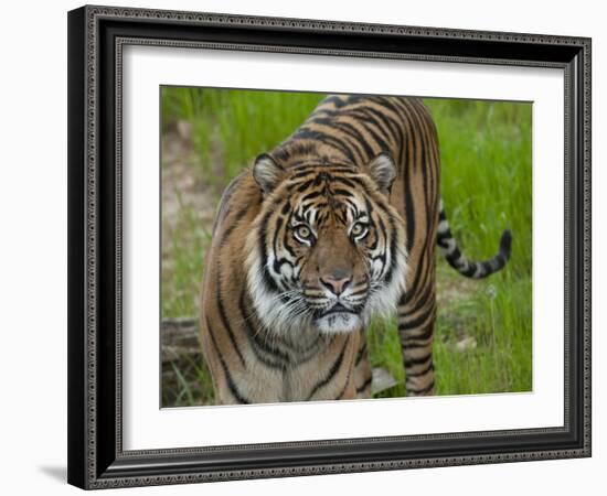 National Zoological Park: Sumatran Tiger-null-Framed Photographic Print