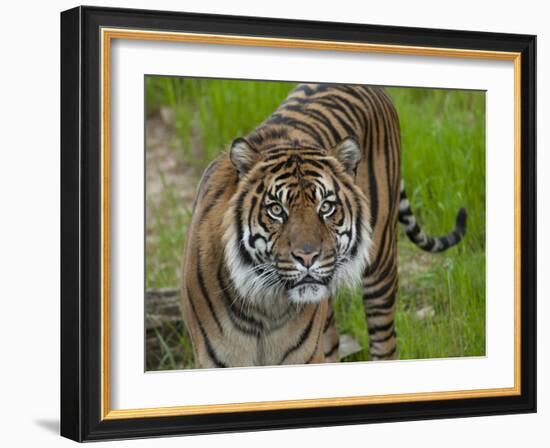 National Zoological Park: Sumatran Tiger-null-Framed Photographic Print