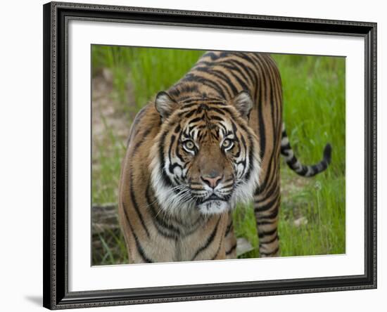 National Zoological Park: Sumatran Tiger-null-Framed Photographic Print