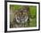 National Zoological Park: Sumatran Tiger-null-Framed Photographic Print