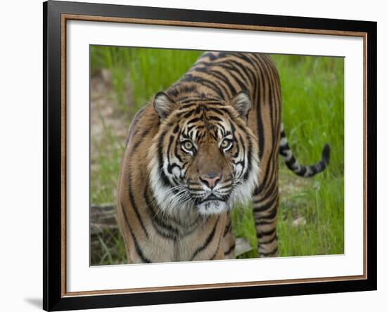 National Zoological Park: Sumatran Tiger-null-Framed Photographic Print